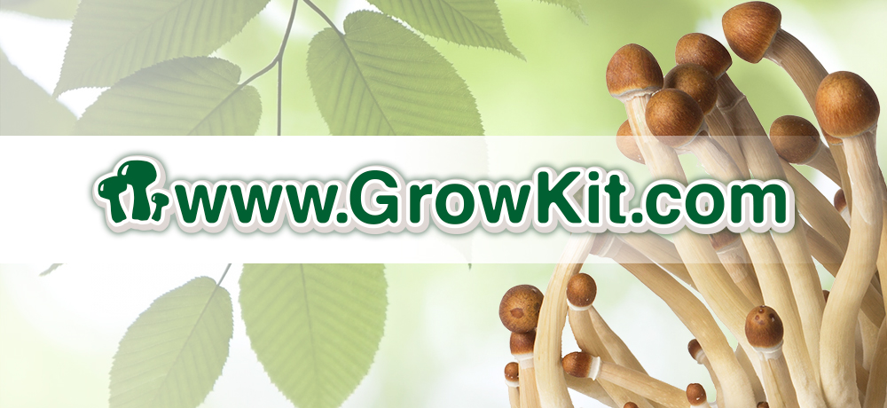 Banner-GrowKit-1